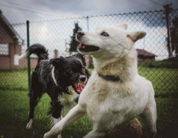 one angry dog fighting with another dog who is surprised by the aggression moving away in fear which represents hostility in a conflict resolution situation